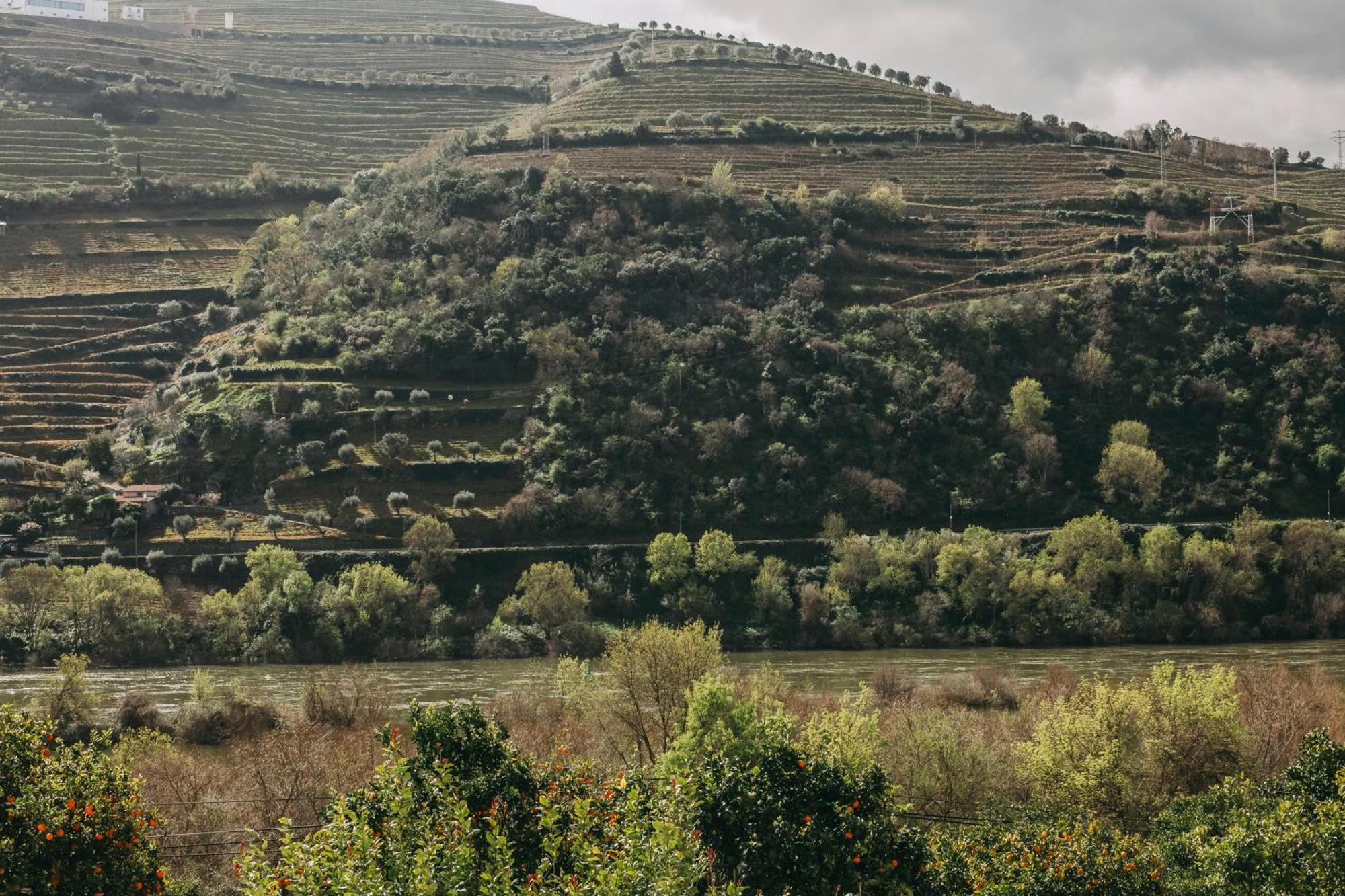 Torel Quinta Da Vacaria - Douro Valley 比索达雷加 外观 照片